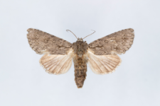 Acronicta aceris