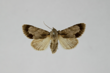 Acronicta tridens