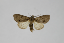 Acronicta tridens