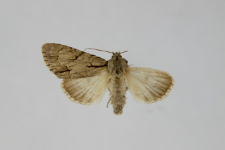Acronicta tridens