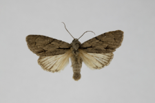 Acronicta tridens