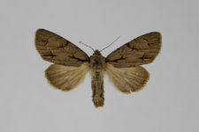Acronicta tridens