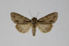 Acronicta tridens