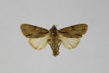 Acronicta tridens