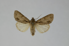 Acronicta tridens