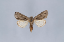 Acronicta psi var.obscura