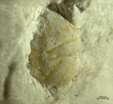Goniodromites kubai