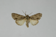 Acronicta psi var.obscura