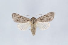 Acronicta aceris