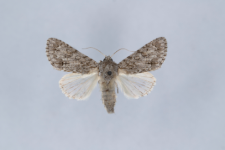 Acronicta aceris