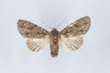 Acronicta aceris
