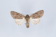 Acronicta aceris