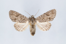 Acronicta aceris