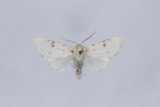 Acronicta leporina