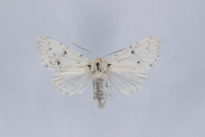 Acronicta leporina