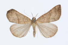 Hypena proboscidalis