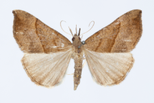 Hypena proboscidalis