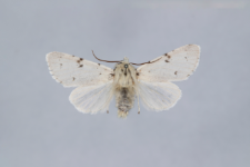 Acronicta leporina