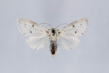 Acronicta leporina