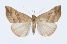 Hypena proboscidalis