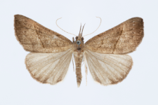 Hypena proboscidalis