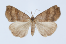 Hypena proboscidalis