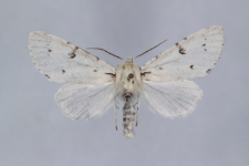 Acronicta leporina