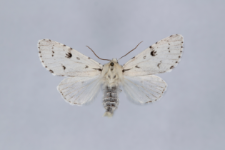 Acronicta leporina