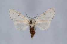 Acronicta leporina
