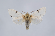 Acronicta leporina