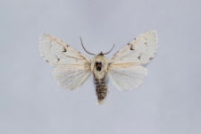 Acronicta leporina