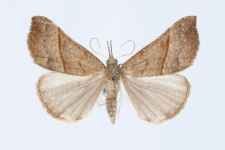 Hypena proboscidalis