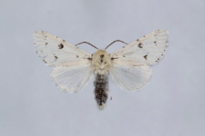 Acronicta leporina