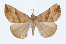 Hypena proboscidalis