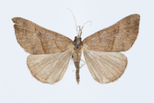 Hypena proboscidalis