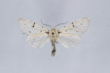 Acronicta leporina