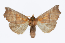 Scoliopteryx libatrix