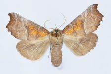 Scoliopteryx libatrix