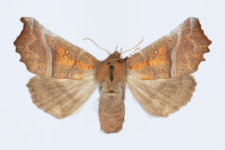 Scoliopteryx libatrix
