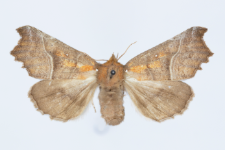 Scoliopteryx libatrix