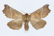 Scoliopteryx libatrix