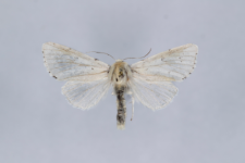 Acronicta leporina