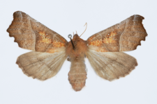 Scoliopteryx libatrix