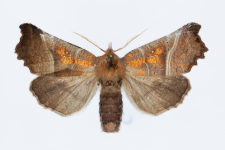 Scoliopteryx libatrix