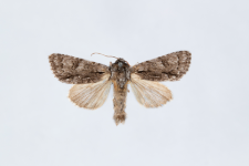 Acronicta auricoma