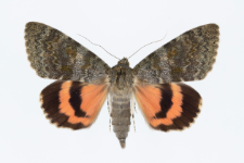 Catocala elocata