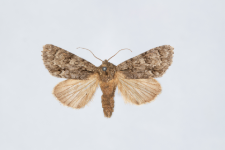 Acronicta auricoma