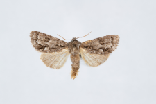 Acronicta auricoma