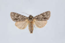 Acronicta auricoma