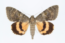 Catocala elocata